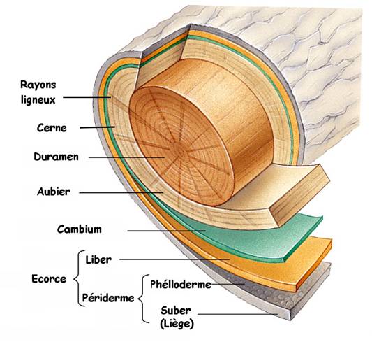 bois ecorce aubier planche schema cambium liege