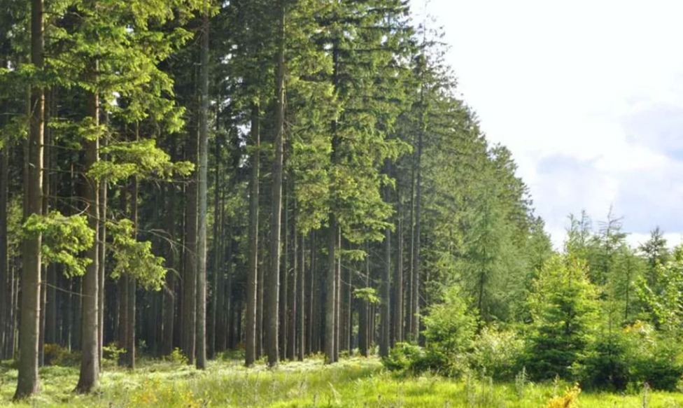 Le bois, un matériau vivant : ce qu'il faut savoir